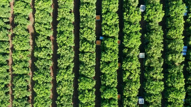 Grapefruit orchard during picking, with large pallets full of fresh picked Grapefruit, Aerial view.