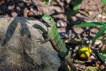 Naklejka na ściany i meble A young iguana on the Yucatan Peninsula