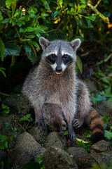 A wild raccoon is looking for food on the ground. Portrait of a wild raccoon