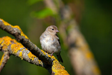 Common chaffinch-Songbird of the finch family.