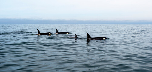 Killer whales in the Pacific Ocean against the background of volcanoes. Kamchatka Peninsula, Russia.	
