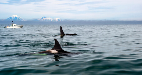 Killer whales in the Pacific Ocean against the background of volcanoes. Kamchatka Peninsula, Russia.