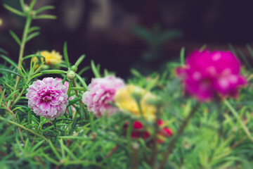 beautiful pink Portulaca grandifloras in bloom. called as Moss rose , Indian table, 9 o`clock flower,  ten o`clock, sun rose. They bloom is summer and in abundant sunlight, bloom morning sun plant.