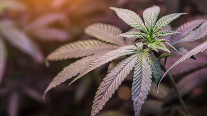 Close-up young hemp. Cannabis is a standoff between a drug and a medicine.growing organic cannabis background herb on the farm, blueberry strain