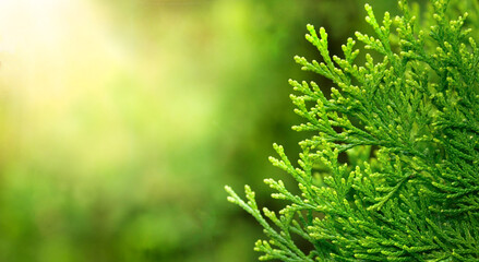 green grass background