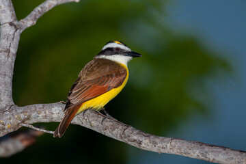 The great kiskadee  is a passerine bird in the tyrant flycatcher family Tyrannidae