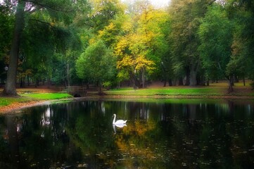 Lone white swan swimming on a tranquil autumn lake