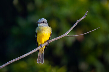 The Western Kingbird (Tyrannus verticalis) is a large tyrant flycatcher found throughout western environments of North America and as far as Mexico.