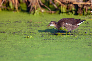 The common moorhen (Gallinula chloropus), also known as the waterhen or swamp chicken.
