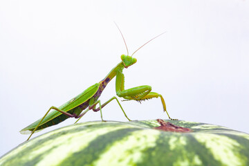Mantis sits on a watermelon. White background.