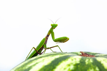 Mantis sits on a watermelon. White background.