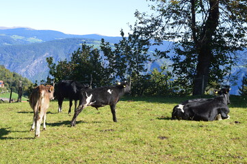 Cows on a meadow in Southtyrol 
