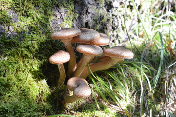 Mushrooms 