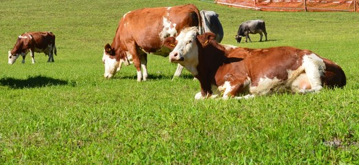 Cows on a meadow 