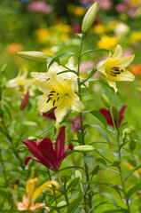 ユリの花のアップ