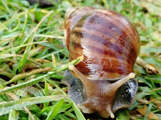 Snail
