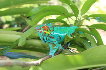 kameleon © Pawel