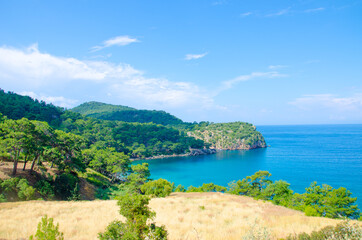 Fototapeta premium Pine forest on the Mediterranean coast