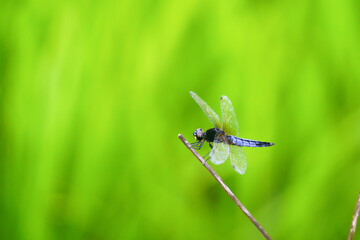 小枝に止まるシオカラトンボ
