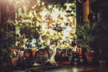 cat on the table in a beautiful rustic kitchen,