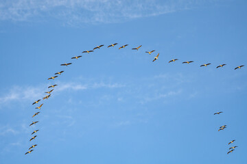 Brown Pelicans flying in formation. Great colony of Brown Pelicans flying in the blue sky. 