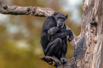 sitting west african chimpanzee relaxes - obrazy, fototapety, plakaty