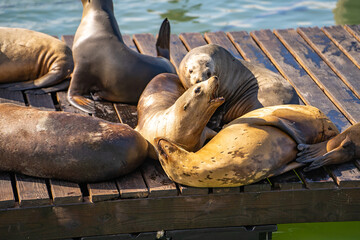 Sea Lions at pier in San Francisco.	