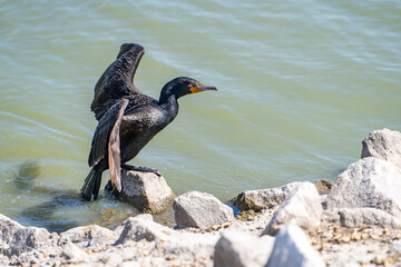Double-crested cormorant (phalacrocorax auritus) stands on the shore of the lake with open wings.