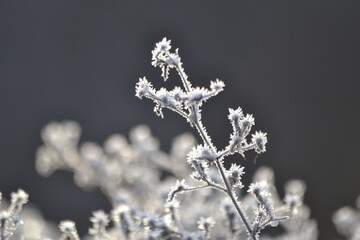 ветка в морозе