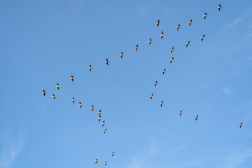 Brown Pelicans flying in formation. Wildlife photography. 