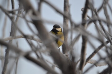 синица зимой