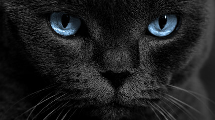 Blue cat eyes on a dark background. Cat look. face with Blue eyes.