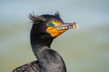Portrait of a Double-crested cormorant (Phalacrocorax Auritus)