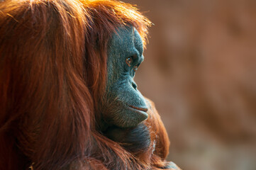 female orangutan sitting on a rock