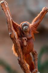 female orangutan climbs on a tree