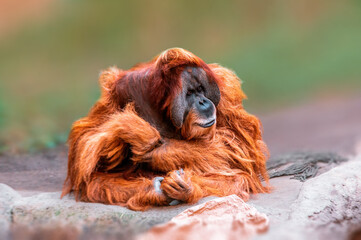 adult male orangutan sits and watches the area