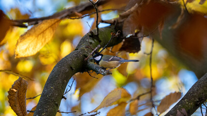 autumn leaves on the tree with a bird climbing upp the tree