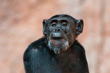 portrait of a west african chimpanzee