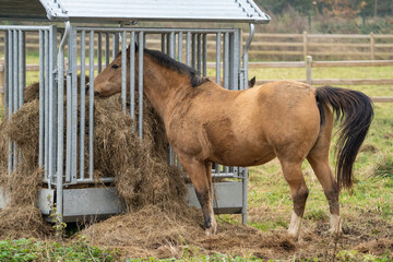 Horses on the meadow eating at a metal hay bale feeder (feeding station) with hay (fourrage) in the...