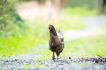 Grey chicken hen walking on grass at the farm on a sunny day with a green background for copy space or text, free range grey black chicken