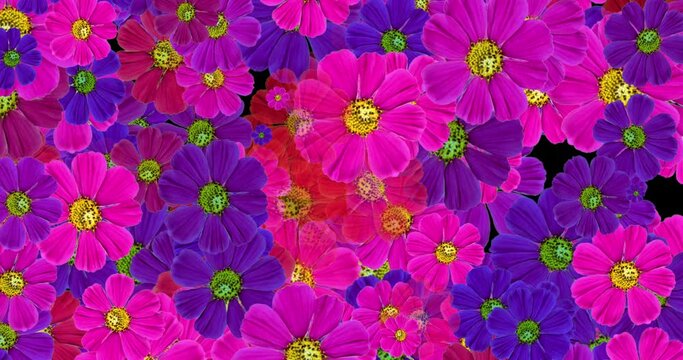 Animation of colourful flowers