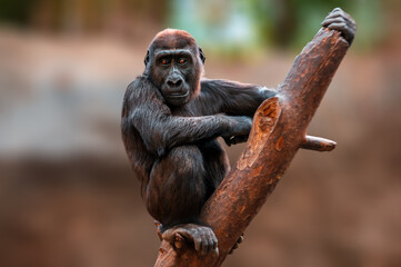 young gorilla child climbing a tree © Mario Plechaty
