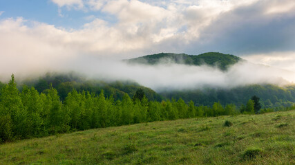 mountainous landscape on a foggy morning. outdoor green environment in spring. forest on the hill in mist and clouds. beautiful countryside scenery of carpathians
