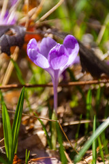 nature background with blooming flora. purple crocus flowers among the green grass on a sunny day in spring