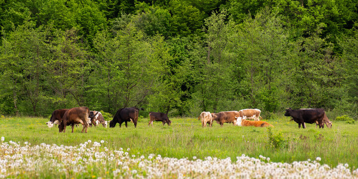 cow cattle on the pasture. rural landscape in spring. nature scenery with grassy meadow near the forest. concept of sustainability in agriculture