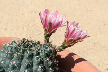 potted dwarf chin gymnocalycium baldianum cactus with two pink flowers on a blurred sand background