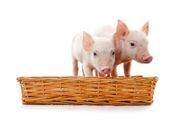 Two little piglets in a basket. © ANASTASIIA