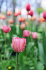 Red tulip blooming against the background of a group of colorful plants, spring landscape