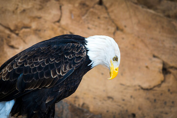 Bald eagle bows its head guilty as a concept of relations between countries and politics