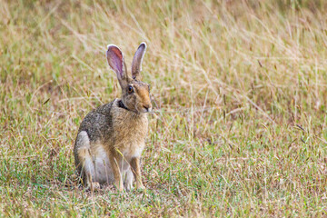 Black-naped hare resting on the shade of a tree in Yala, Sri Lanka	